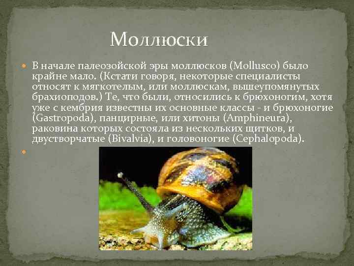  Моллюски В начале палеозойской эры моллюсков (Mollusco) было крайне мало. (Кстати говоря, некоторые