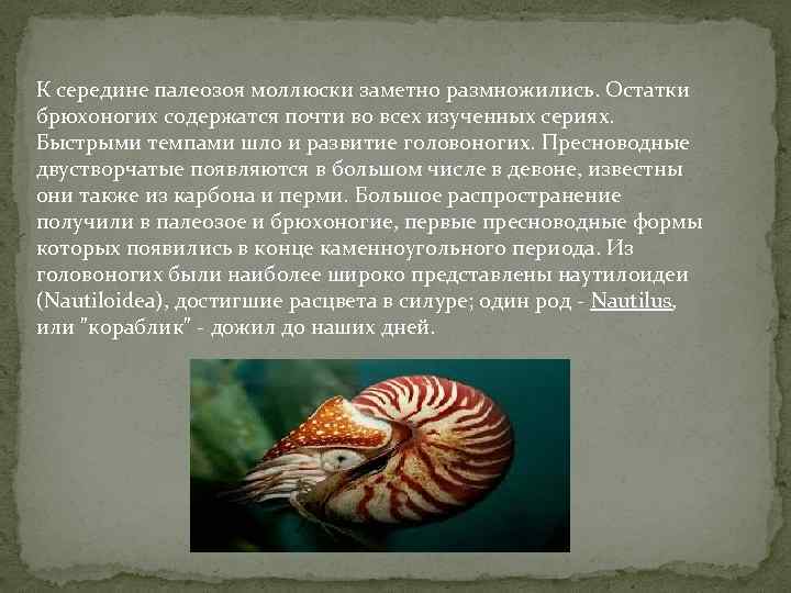 К середине палеозоя моллюски заметно размножились. Остатки брюхоногих содержатся почти во всех изученных сериях.