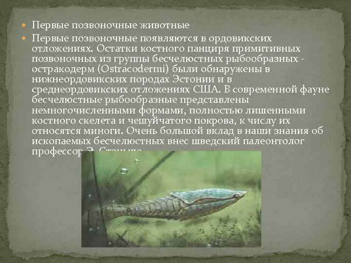 Первые позвоночные животные Первые позвоночные появляются в ордовикских отложениях. Остатки костного панциря примитивных
