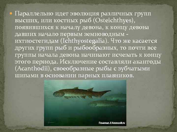  Параллельно идет эволюция различных групп высших, или костных рыб (Osteichthyes), появившихся к началу