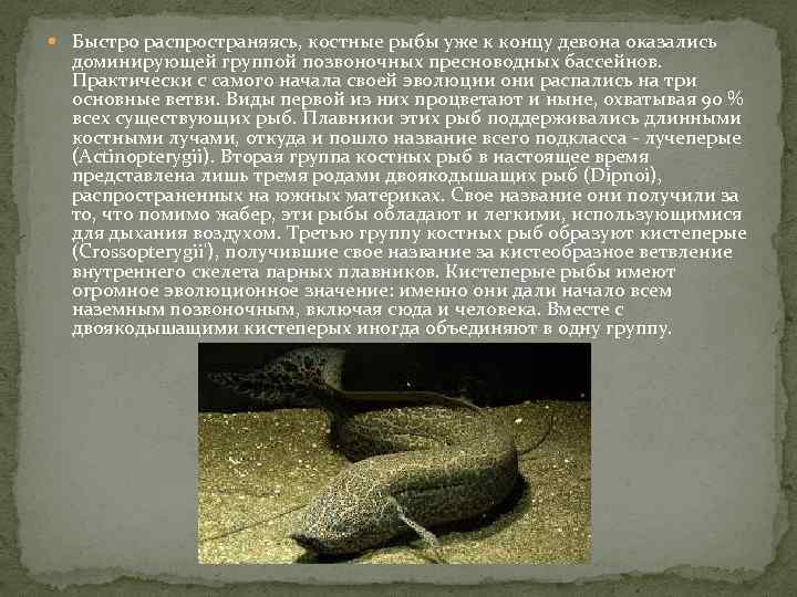  Быстро распространяясь, костные рыбы уже к концу девона оказались доминирующей группой позвоночных пресноводных