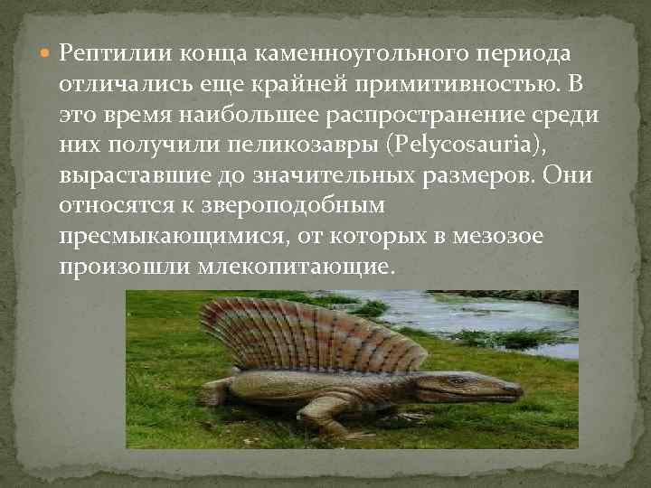  Рептилии конца каменноугольного периода отличались еще крайней примитивностью. В это время наибольшее распространение