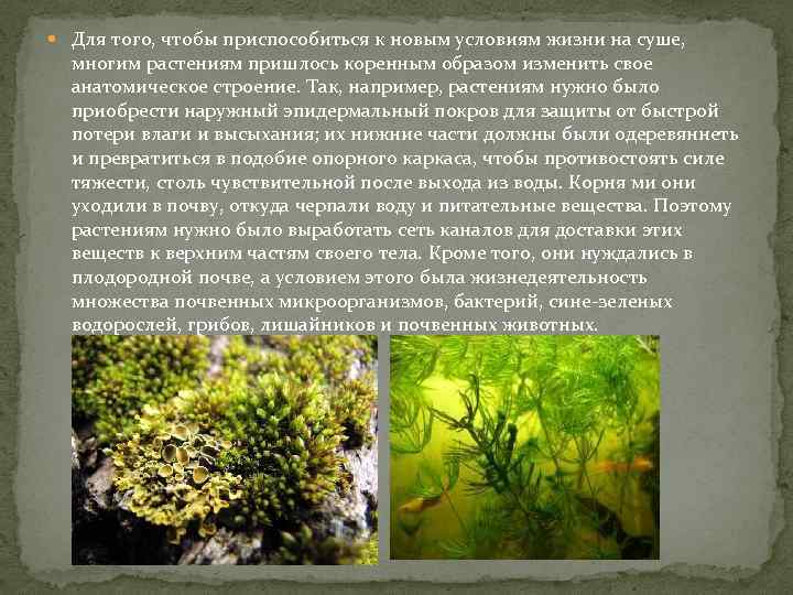  Для того, чтобы приспособиться к новым условиям жизни на суше, многим растениям пришлось