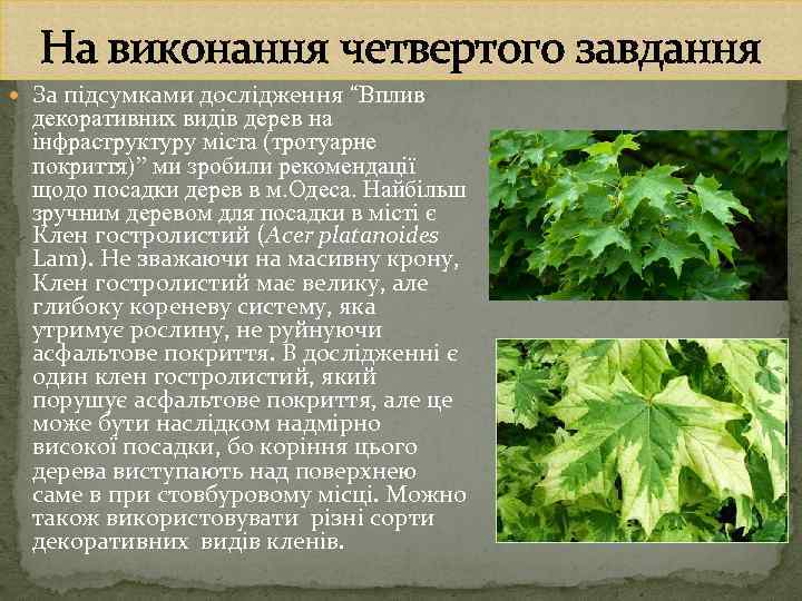 На виконання четвертого завдання За підсумками дослідження “Вплив декоративних видів дерев на інфраструктуру міста