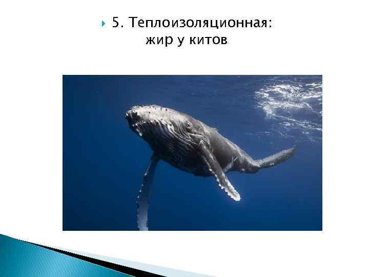  5. Теплоизоляционная: жир у китов 