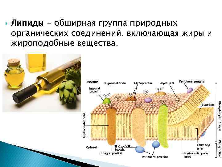  Липиды - обширная группа природных органических соединений, включающая жиры и жироподобные вещества. 