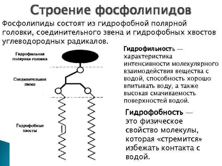 Строение фосфолипидов Фосфолипиды состоят из гидрофобной полярной головки, соединительного звена и гидрофобных хвостов углеводородных