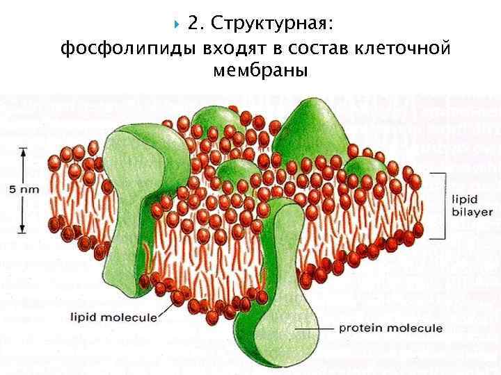 2. Структурная: фосфолипиды входят в состав клеточной мембраны 