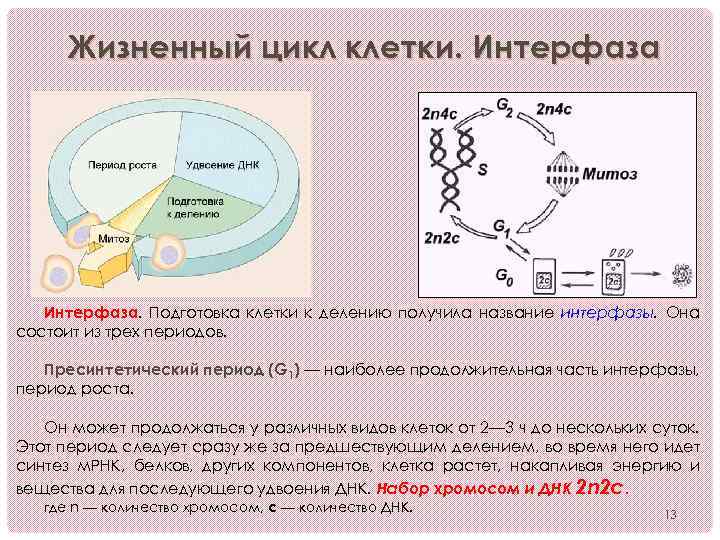 Укажите номер обозначающий на схеме стадию клеточного цикла во время которой происходит удвоение днк