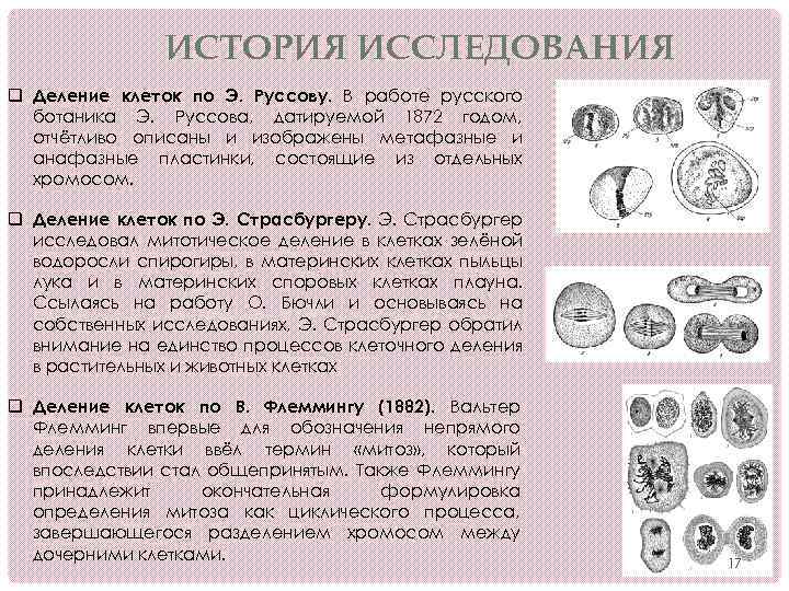 Чем митоз отличается от митоза