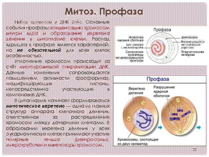 Митотическое деление клетки характеристика. Профаза мейоза 2 набор ДНК. Набор ДНК В профазе 1 митоза. Профаза митоза хромосомный набор. Мейоз 2 профаза 2 набор.