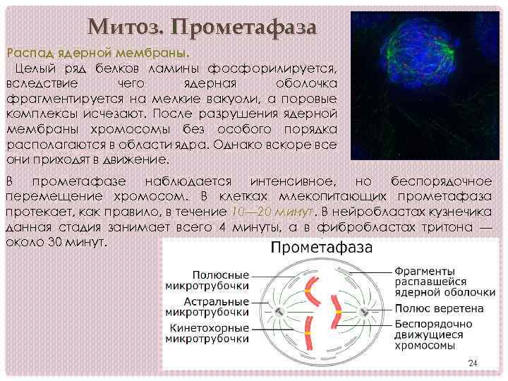 Разрушение нитей веретена деления растворение ядерной оболочки