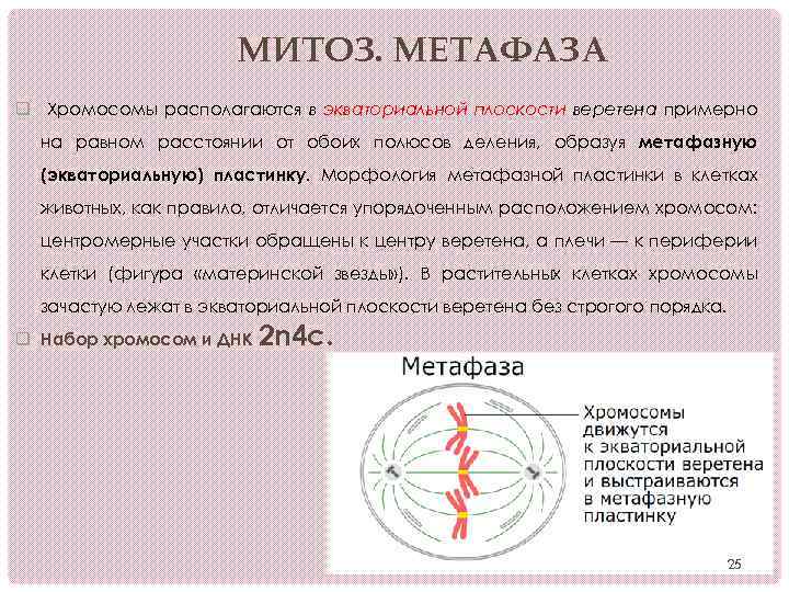 В метафазе митоза происходит