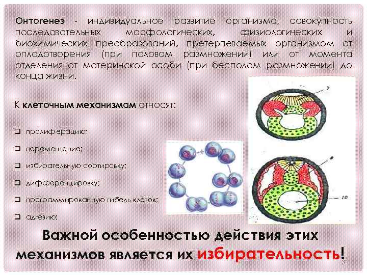 Клеточный механизм. Адгезия клеток в онтогенезе. Элементарные клеточные механизмы онтогенеза. Клеточные механизмы развития. Сортировка и адгезия клеток в онтогенезе.