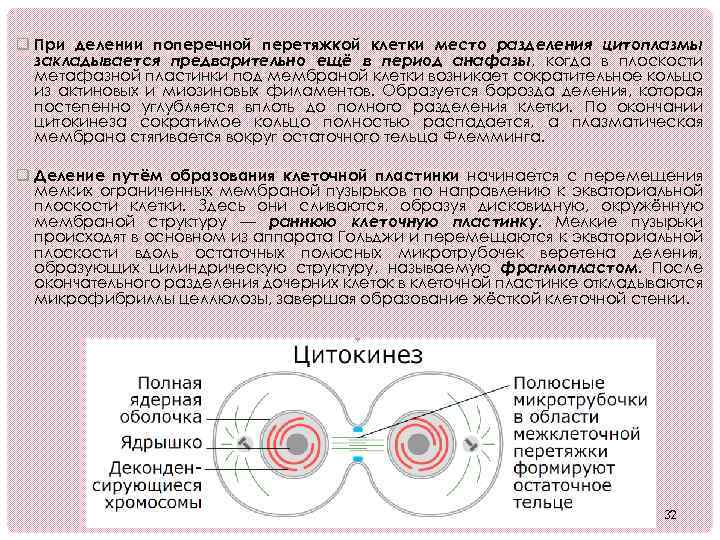 Место деления. Деление путем образования клеточной пластинки. Механизмы клеточного деления. При делении животные клетки разделяются перетяжкой. Формирование поперечной перетяжки.