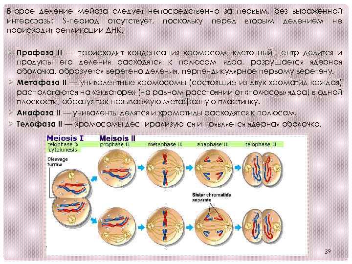 Зигота делится мейозом. Интерфаза при первом мейозе. Набор хромосом в интерфазе мейоза 2. В профазе 1 деления мейоза происходит. Интерфаза перед мейозом 2.