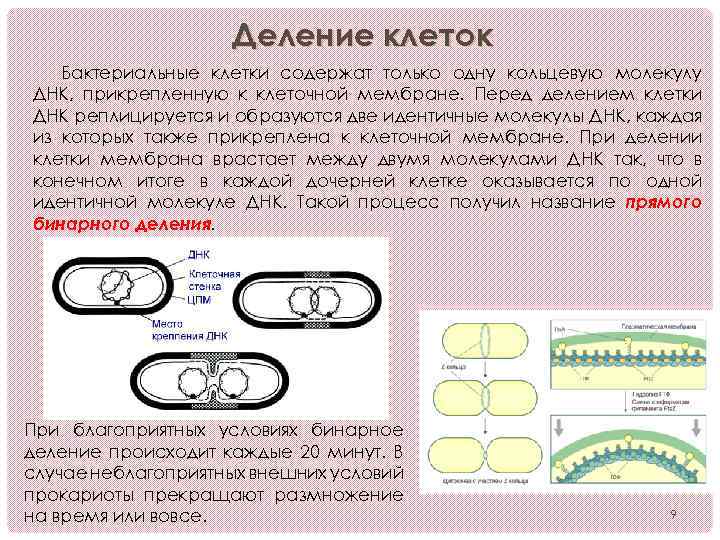 Сколько молекул днк содержат бактерии. Прокариоты способы деления митоза. ДНК В бактериальной клетке. Кольцевая ДНК бактериальной клетки. Деление клетки ДНК.