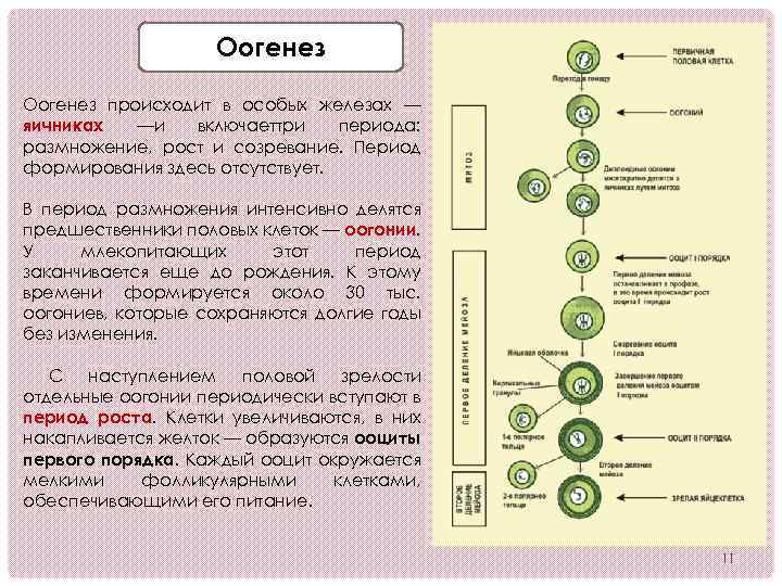 Половое размножение развитие половых клеток презентация