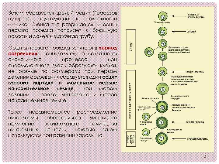 Затем образуется зрелый ооцит (Граафов пузырек), подходящий к поверхности яичника. Стенка его разрывается, и