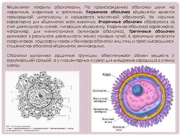 Яйцеклетка и сперматозоид картинки