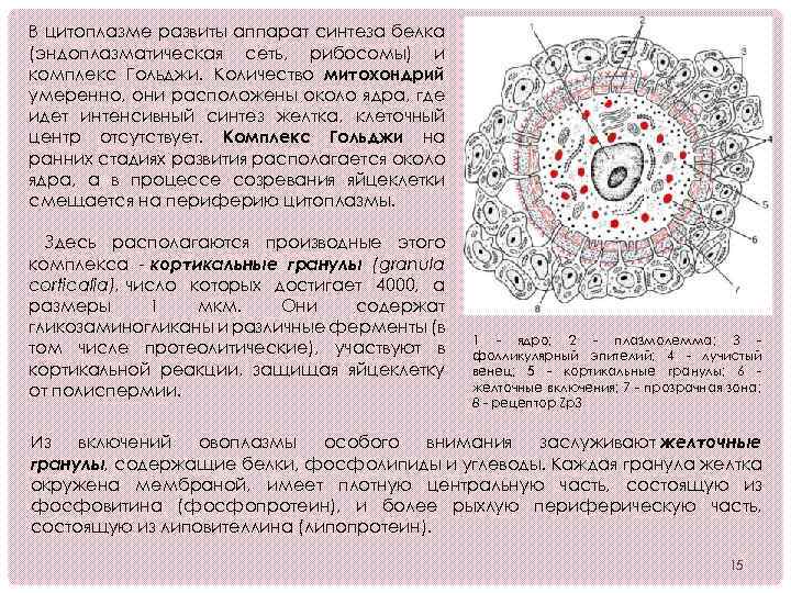 В цитоплазме развиты аппарат синтеза белка (эндоплазматическая сеть, рибосомы) и комплекс Гольджи. Количество митохондрий