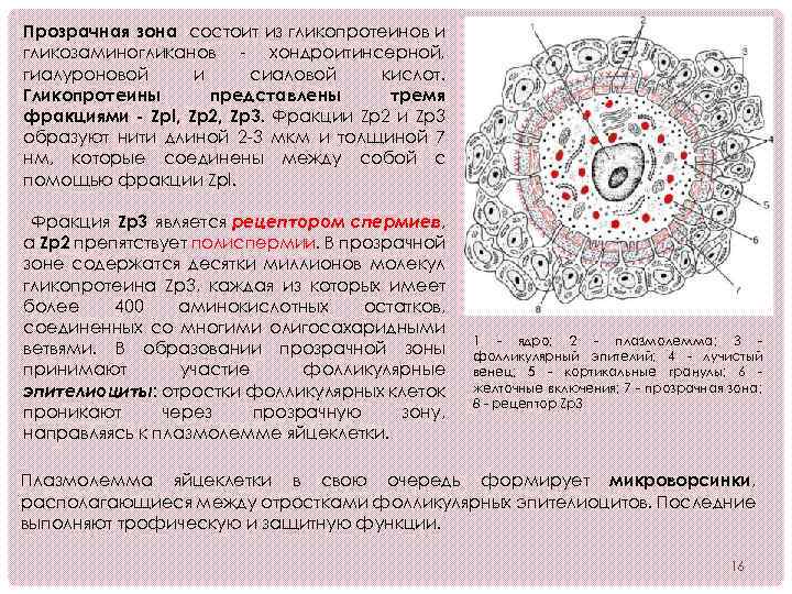 Зона состоит из. Кортикальная оболочка яйцеклетки. Прозрачная зона яйцеклетки. Гранулы яйцеклетки. Лучистый венец яйцеклетки функции.