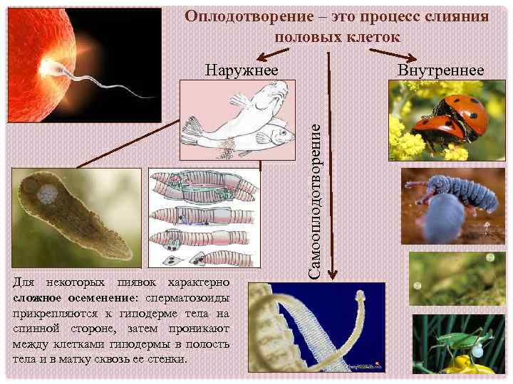 Оплодотворение – это процесс слияния половых клеток Для некоторых пиявок характерно сложное осеменение: сперматозоиды