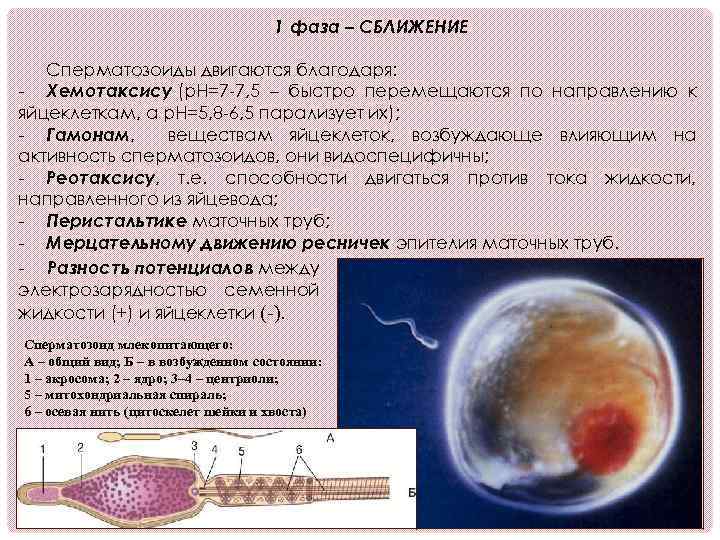 1 фаза – СБЛИЖЕНИЕ Сперматозоиды двигаются благодаря: - Хемотаксису (p. H=7 -7, 5 –