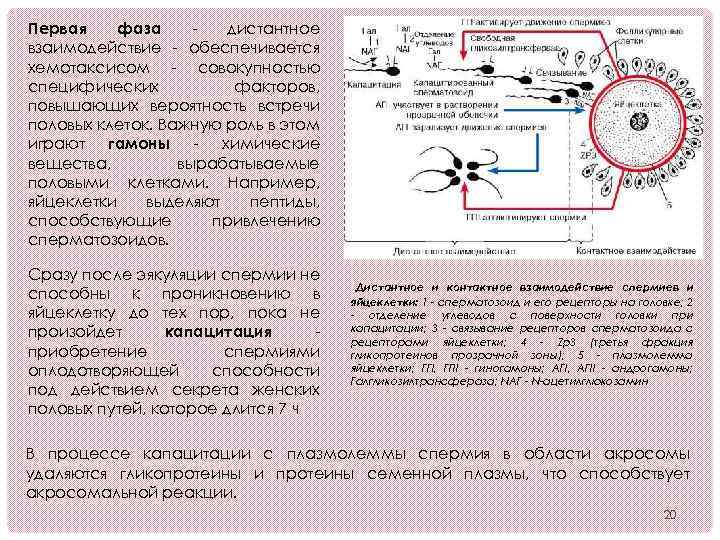 Первая фаза дистантное взаимодействие - обеспечивается хемотаксисом - совокупностью специфических факторов, повышающих вероятность встречи