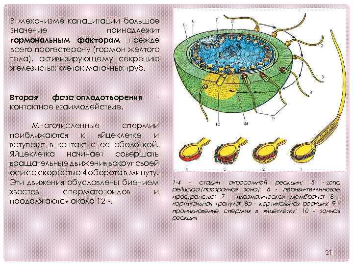 В механизме капацитации большое значение принадлежит гормональным факторам, прежде всего прогестерону (гормон желтого тела),