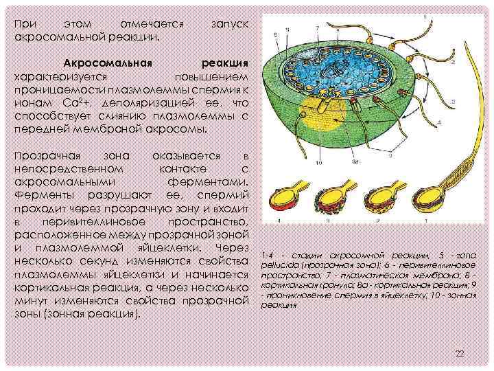 При этом отмечается акросомальной реакции. запуск Акросомальная реакция характеризуется повышением проницаемости плазмолеммы спермия к