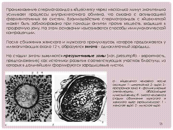 Проникновение сперматозоида в яйцеклетку через несколько минут значительно усиливает процессы внутриклеточного обмена, что связано