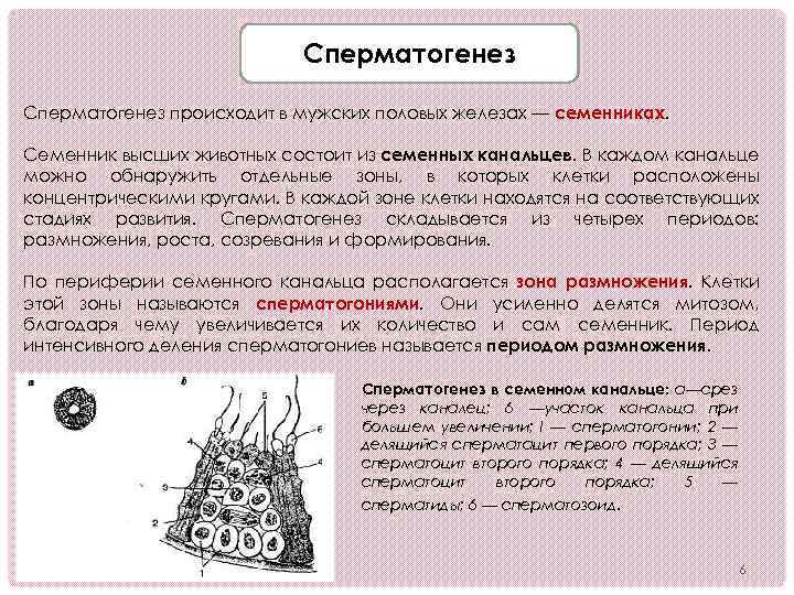 Сперматогенез происходит в мужских половых железах — семенниках. Семенник высших животных состоит из семенных