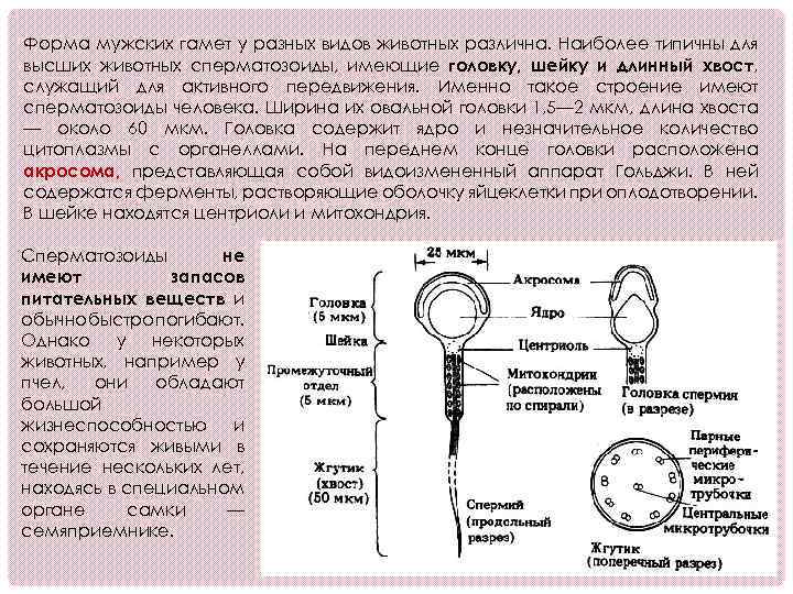 Форма мужских гамет у разных видов животных различна. Наиболее типичны для высших животных сперматозоиды,