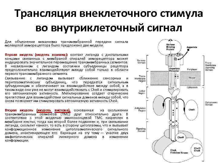 Трансляция внеклеточного стимула во внутриклеточный сигнал Для объяснения механизма трансмембранной передачи сигнала молекулой хеморецептора