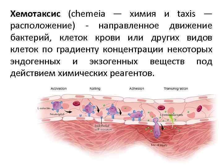 Хемотаксис (chemeia — химия и taxis — расположение) - направленное движение бактерий, клеток крови