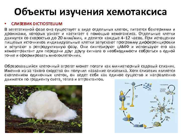 Строение хемотаксиса. Размножение слизевиков. Особенности строения слизевиков. Вегетативное тело слизевиков. Клеточные слизевики.