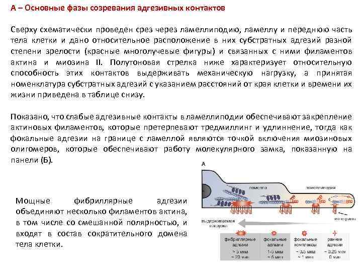 А – Основные фазы созревания адгезивных контактов Сверху схематически проведен срез через ламеллиподию, ламеллу