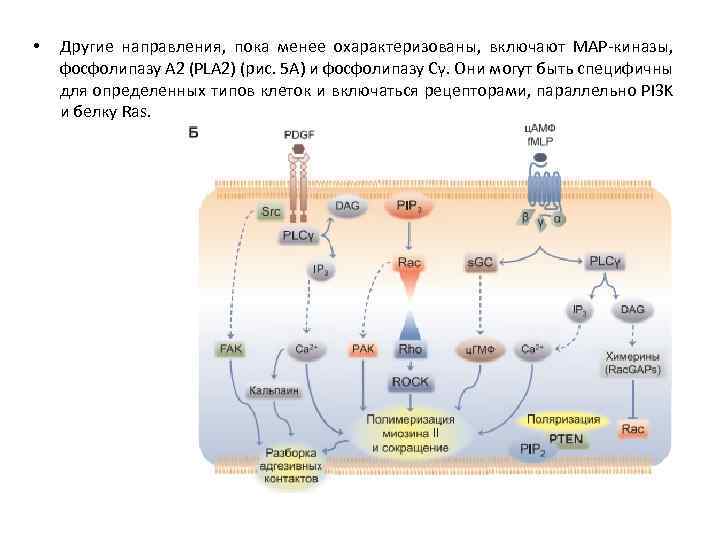  • Другие направления, пока менее охарактеризованы, включают МАР-киназы, фосфолипазу А 2 (PLА 2)