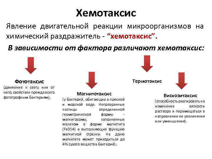 Хемотаксис Явление двигательной реакции микроорганизмов на химический раздражитель - “хемотаксис”. В зависимости от фактора