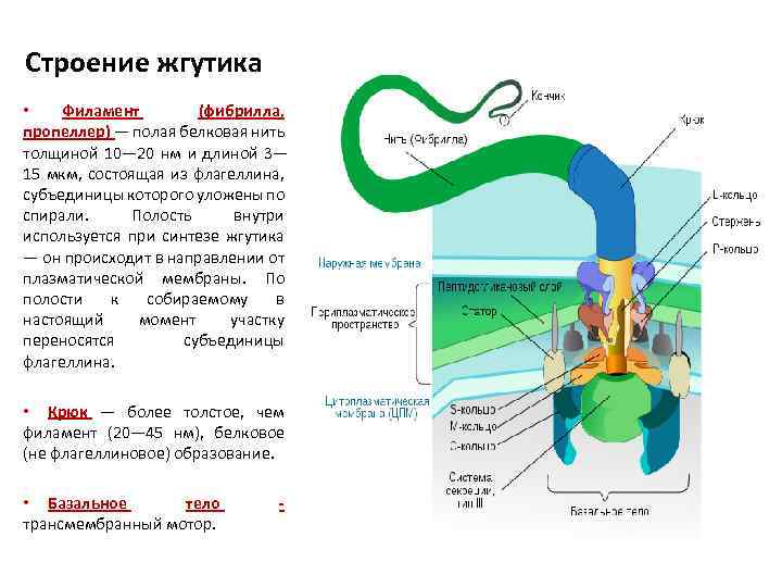 Строение жгутика • Филамент (фибрилла, пропеллер) — полая белковая нить толщиной 10— 20 нм