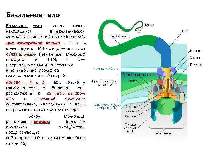 Базальное тело - система колец, находящихся в плазматической мембране и клеточной стенке бактерий. Два