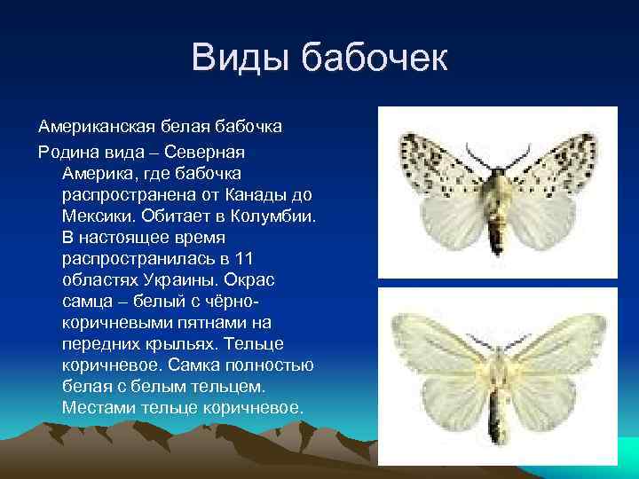 Бабочек какое число. Американская белая бабочка. Белая бабочка название. Разновидности белых бабочек. Американская белая бабочка где обитает.
