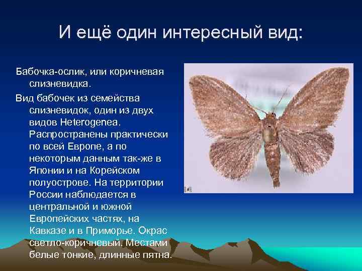 И ещё один интересный вид: Бабочка-ослик, или коричневая слизневидка. Вид бабочек из семейства слизневидок,