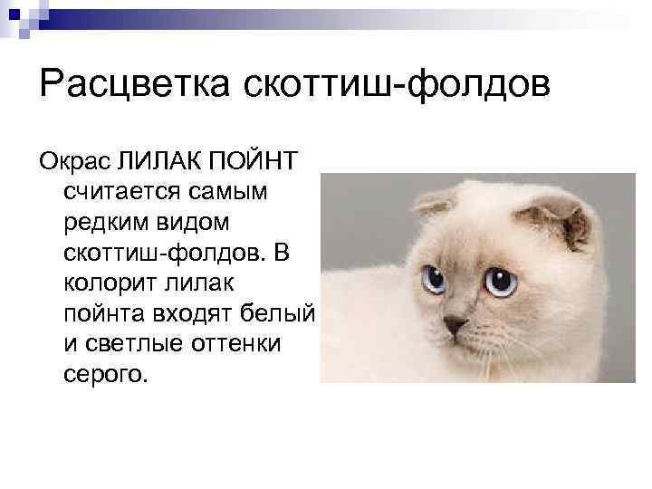 Описание шотландского кота