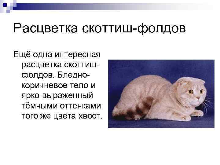 Описание шотландского кота