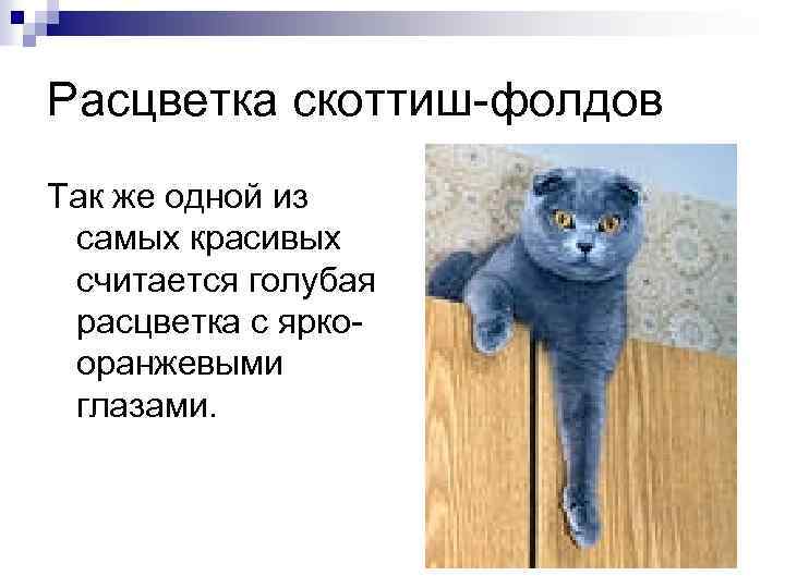 Расцветка скоттиш-фолдов Так же одной из самых красивых считается голубая расцветка с яркооранжевыми глазами.
