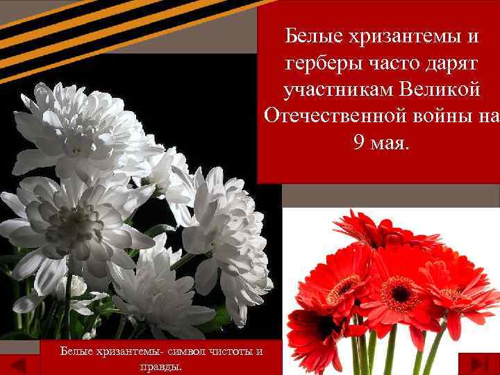 Белые хризантемы и герберы часто дарят участникам Великой Отечественной войны на 9 мая. Белые