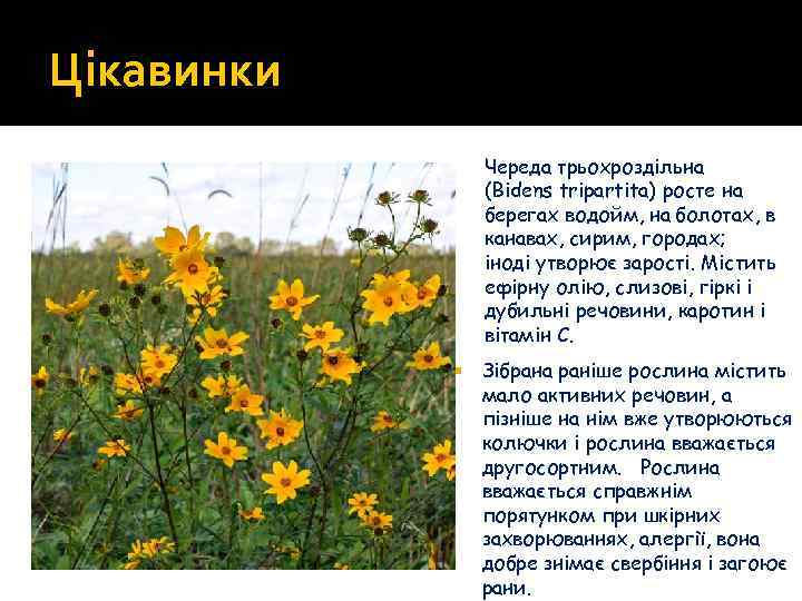 Цікавинки Череда трьохроздільна (Bidens tripartita) росте на берегах водойм, на болотах, в канавах, сирим,