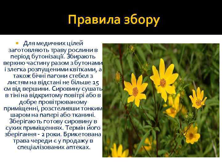 Правила збору Для медичних цілей заготовляють траву рослини в період бутонізації. Збирають верхню частину